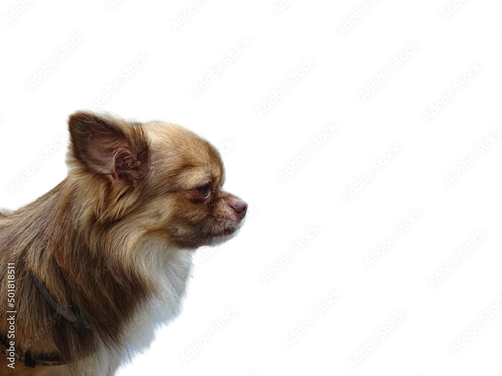 Head of a young brown chihuahua seen from the side, transparent background