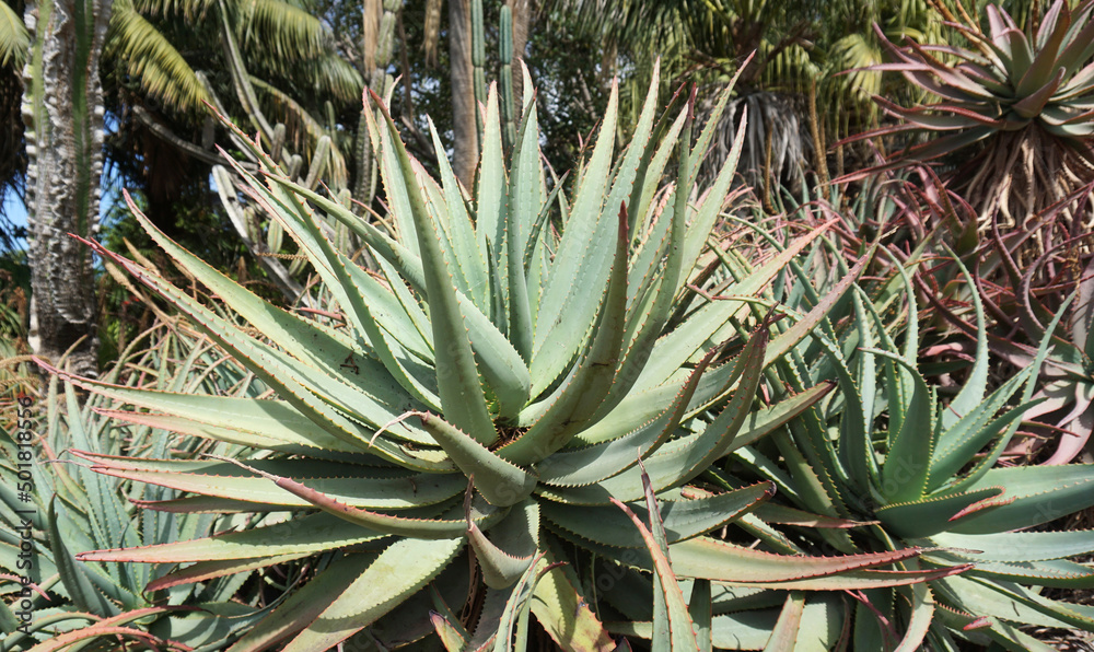 Aloe Vera or Aloe Barbadensis on a tropical garden background in Tenerife, Canary Islands, Spain Aloe Vera or Aloe Barbadensis on a tropical garden background in Tenerife, Canary Islands, Spain