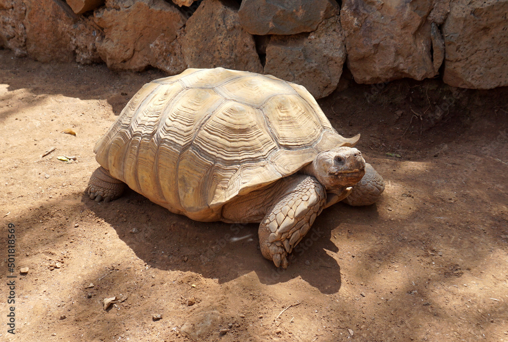 Turtle isolated in Jungle Park, Tenerife, Canary Islands, Spain Turtle isolated in Jungle Park, Tenerife, Canary Islands, Spain