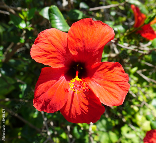 Red hibiscus flower on a garden background isolated close-up © Anna