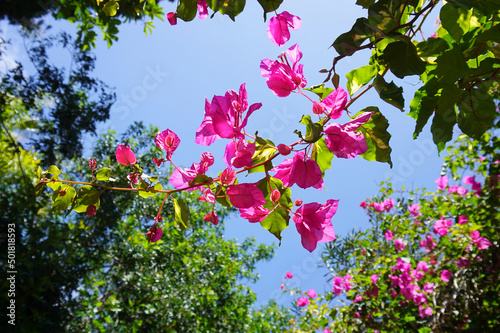 Bounganville fuchsia color flowers on a blue sky background photo