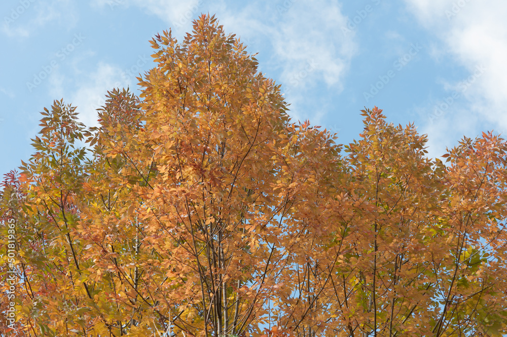 blue sky with clouds and autumn trees in the park