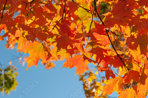 autumn leaves background