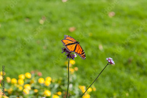 butterfly on a flower (green background)