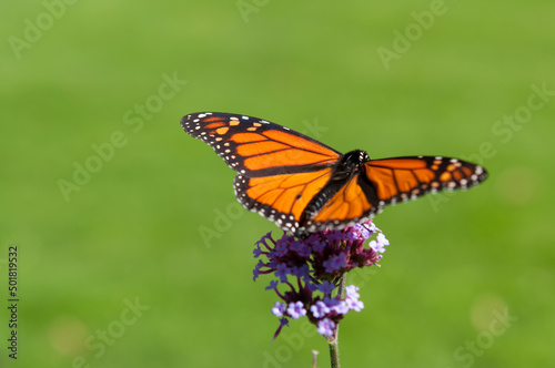 butterfly on flower  with blank space 