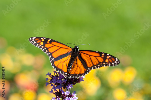 butterfly on flower (green background) © eugen