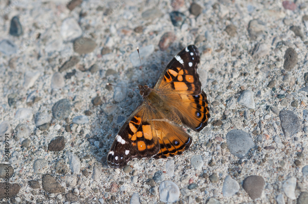 Vanessa cardui or painted lady on a concrete pavement -top view Vanessa cardui or painted lady on a concrete pavement -top view
