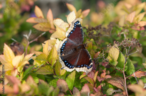 Nymphalis antiopa (mourning cloak or Camberwell beauty) on a shrub photo