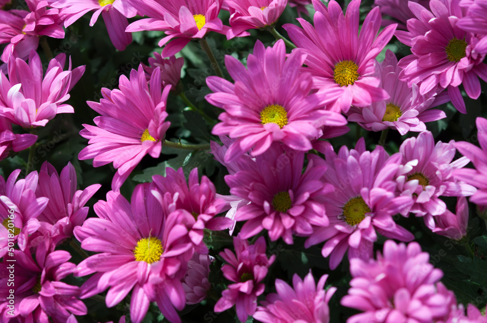field of pink chrysanthemums field of pink chrysanthemums