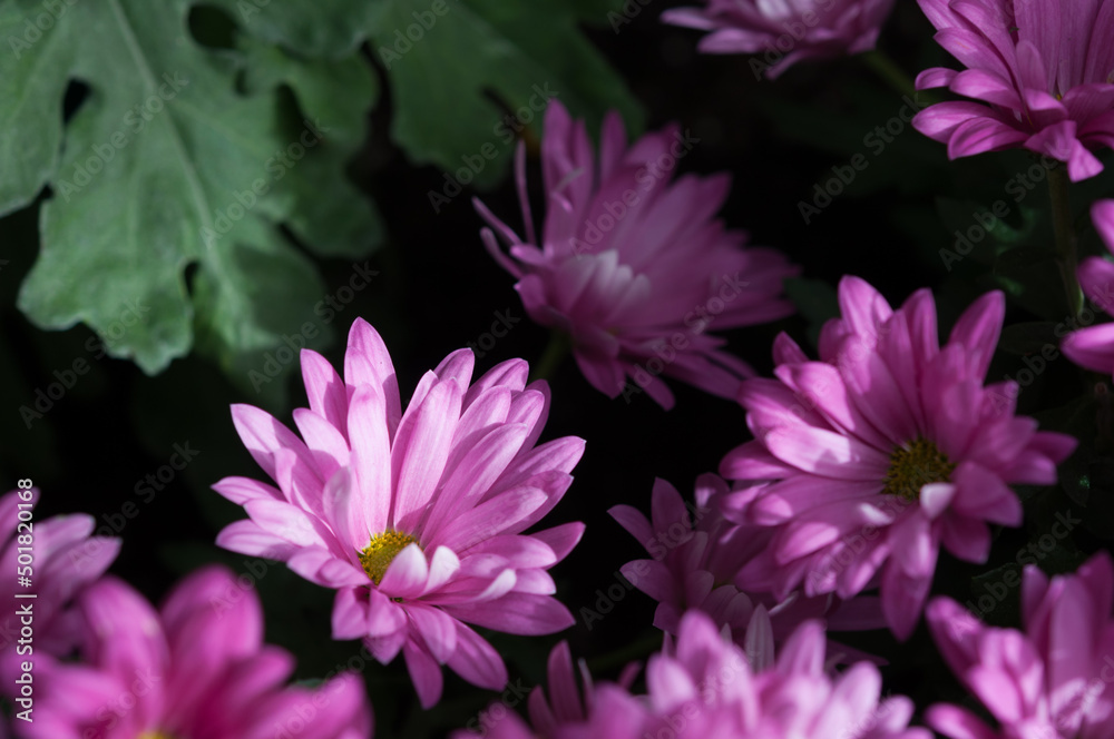 Fototapeta premium simple pink chrysanthemums in the sun