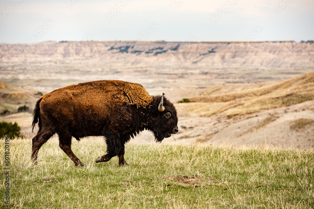 Close up American Bison Buffalo isolated in Badlands National Park at sunset, South Dakota, prairie mammal animals, grazing wildlife, male bull, walking grasslands eating grass, large herbivore