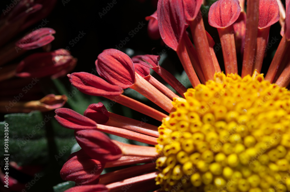 unique chrysanthemum blossom close up unique chrysanthemum blossom close up