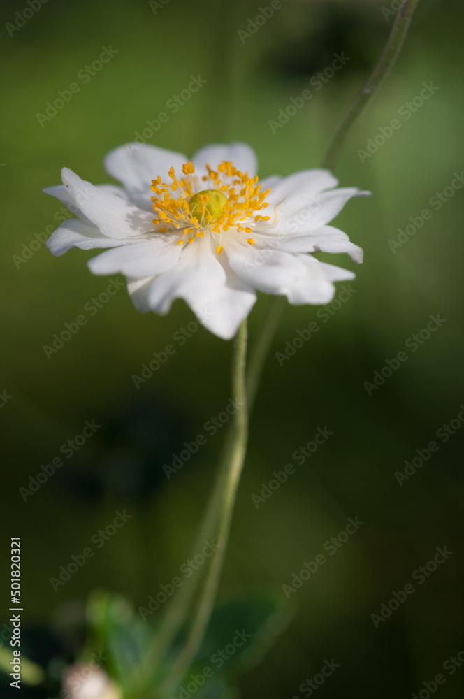 fancy white Anemone blossom on a green background fancy white Anemone blossom on a green background