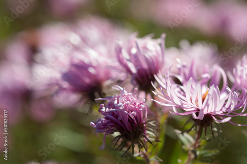 wildflower asters in the sun