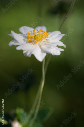 fancy white Anemone blossom on a green background