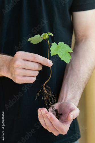 Adult male holding a baby maple tree with a very shallow depth of field