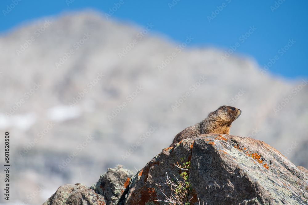 The King of the Marmot Sings Out to Another Miles Away in the High Mountains of Colorado The King of the Marmot Sings Out to Another Miles Away in the High Mountains of Colorado