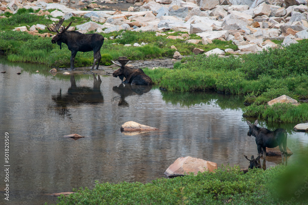 Many Moose Gather Around a Mountain Pond in Colorado to Rest Midday Many Moose Gather Around a Mountain Pond in Colorado to Rest Midday
