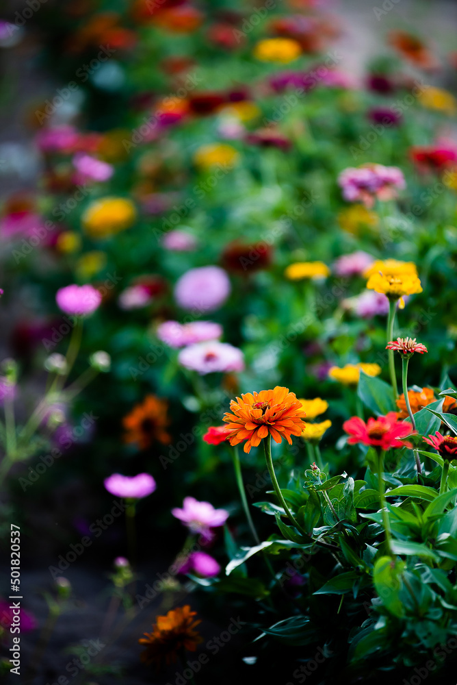 Fototapeta premium Flower garden