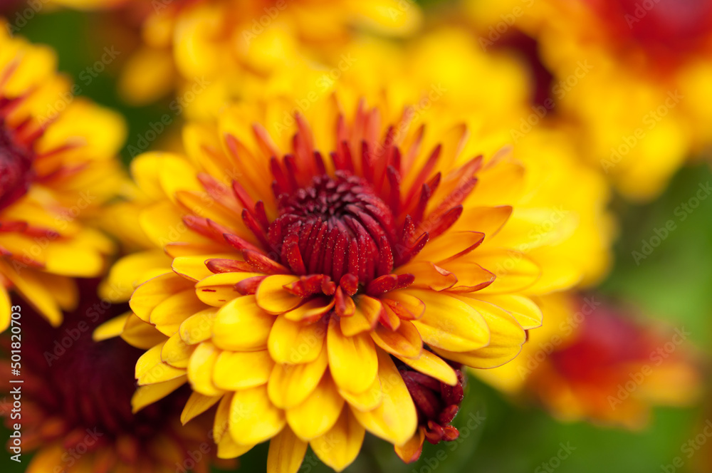 close up of a yellow and red Chrysanthemum blossom close up of a yellow and red Chrysanthemum blossom
