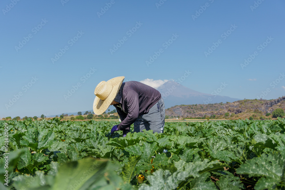 latin farm worker gathering crop of green courgettes latin farm worker gathering crop of green courgettes