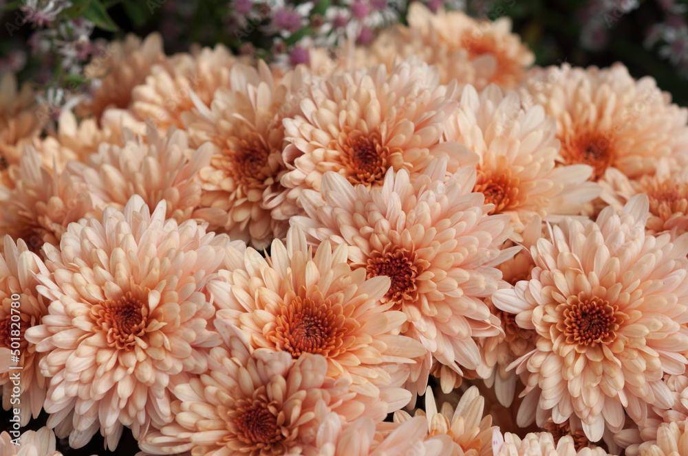 Chrysanthemum blossoms in delicate light Chrysanthemum blossoms in delicate light