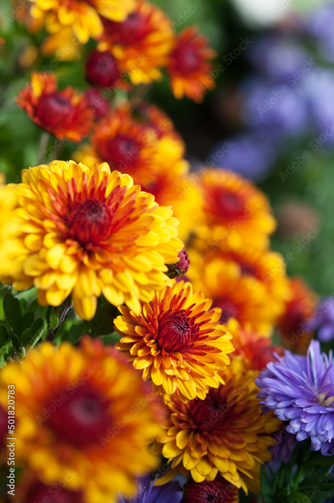 yellow orange Chrysanthemum blossoms with some blank space yellow orange Chrysanthemum blossoms with some blank space