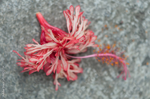 Hibiscus schizopetalus (fringed rosemallow, Japanese lantern, coral hibiscus, spider hibiscus) on a concrete pavement close up