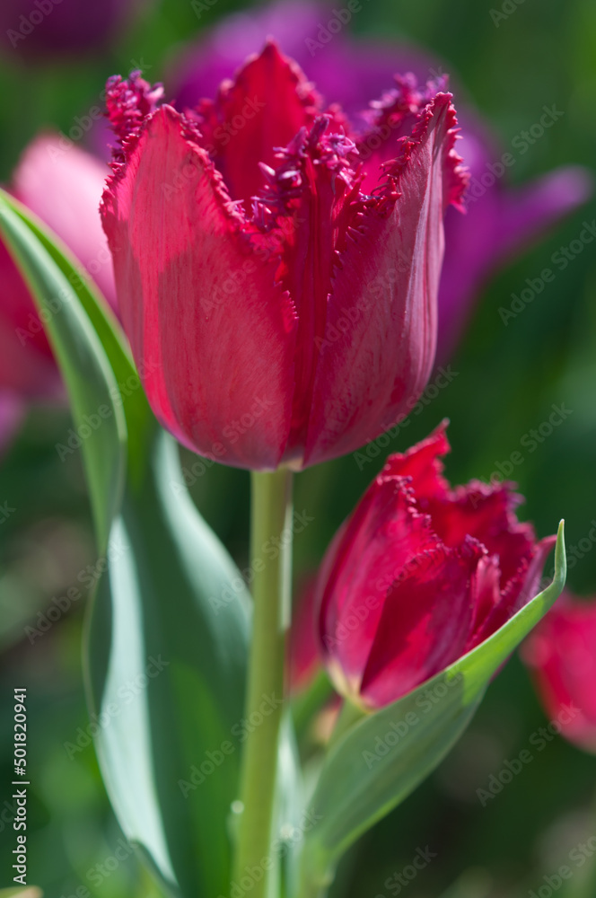 Naklejka premium deep pink red tulips with fringe-edges in the sun