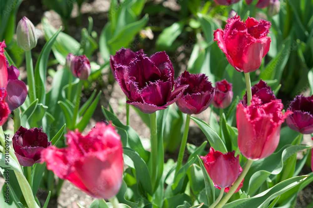 pink and purple tulips with fringe-edged petals in the sun pink and purple tulips with fringe-edged petals in the sun