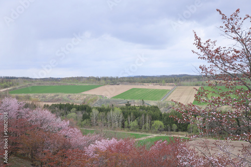 深山峠の桜