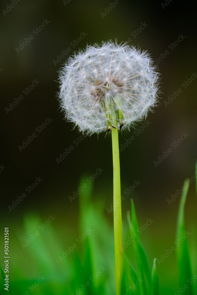 Fototapeta premium Dandelion in New Zealand paddock