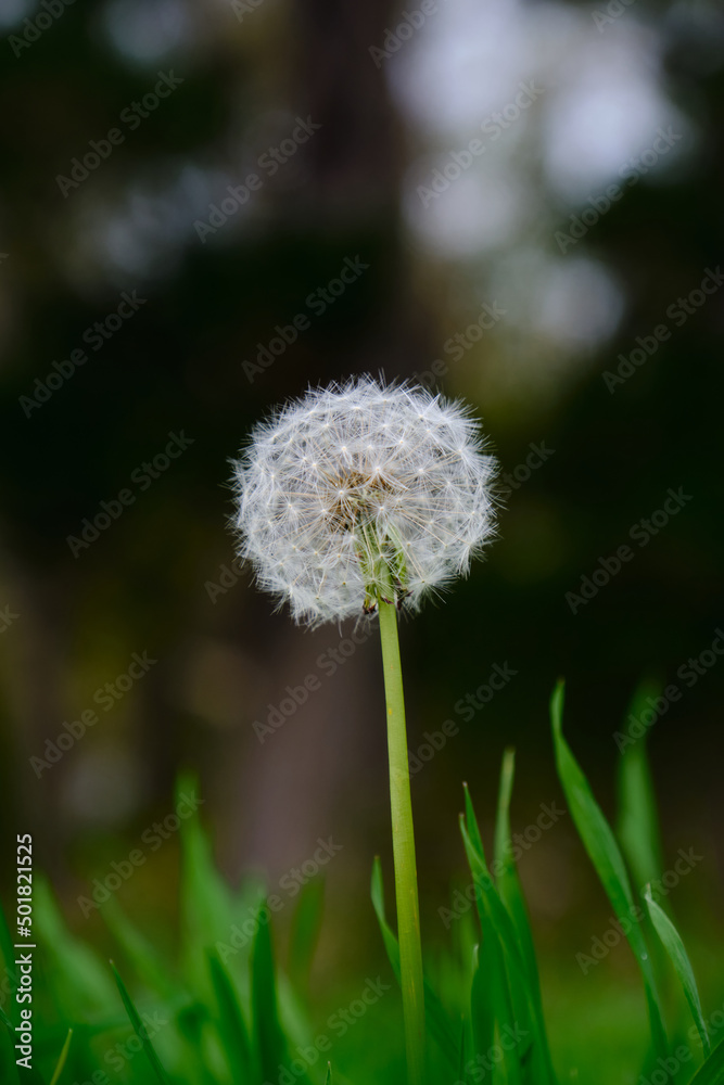 Dandelion in New Zealand paddock