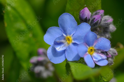 水滴がのったワスレナグサの花