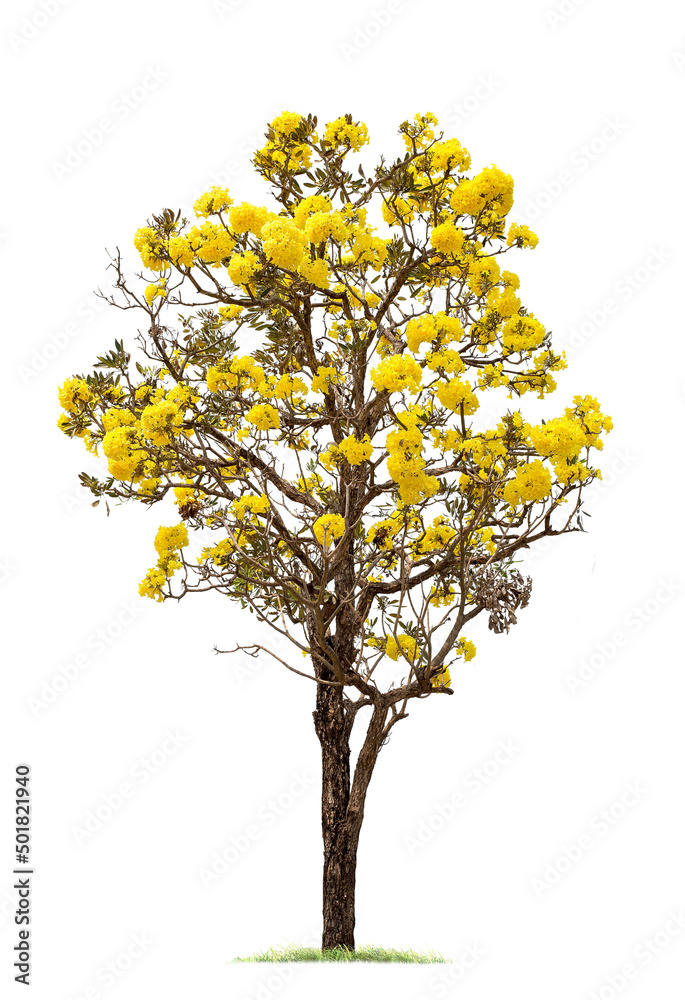 tree with beautiful yellow flowers. isolated big tree on White Background. tropical trees isolated used for design, advertising and architecture