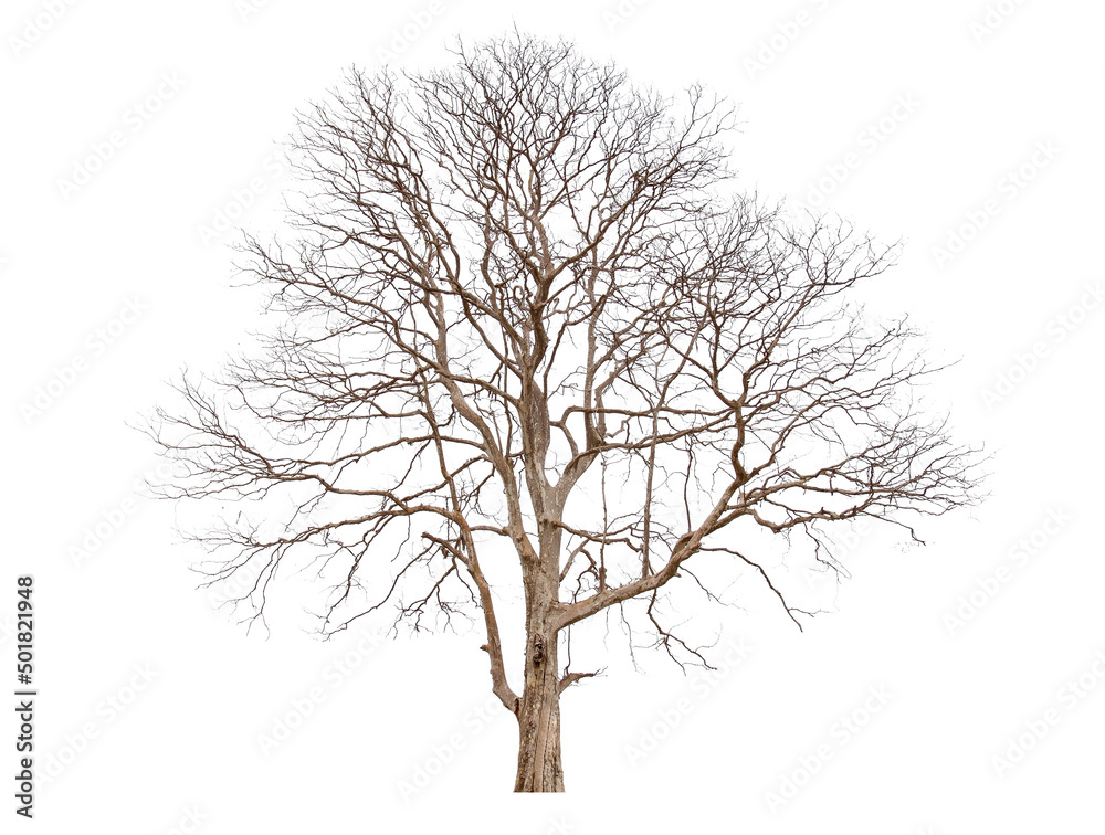 Single old big and dead tree dead isolated on white background.Large trees database Botanical garden organization elements of Asian nature in Thailand, tropical trees isolated used for design.