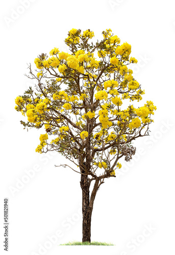 tree with beautiful yellow flowers. isolated big tree on White Background. tropical trees isolated used for design, advertising and architecture © Gan