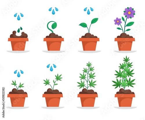 Growth stages of hemp potted plant concept. Infographics with life cycle of development and blossom of marijuana. Growing in pot at home. Cartoon flat vector illustration isolated on white background