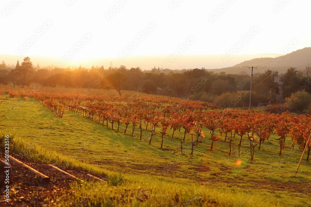 vineyard in autumn and sunset