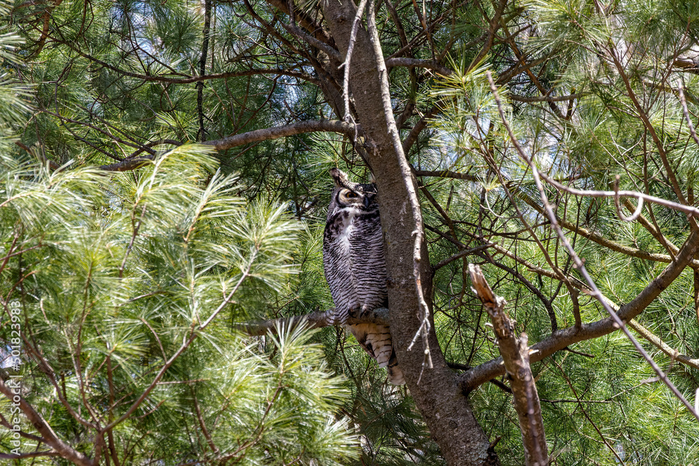 Male  Great horned owl (Bubo virginianus) hidden in the branches of a tree