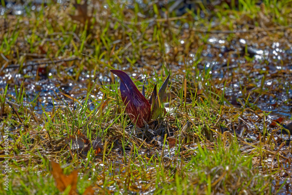 Skunk cabbage (Symplocarpus foetidus)
is one of the first native plants to grow and bloom in early spring in the Wisconsin. Skunk cabbage (Symplocarpus foetidus)
is one of the first native plants to grow and bloom in early spring in the Wisconsin.