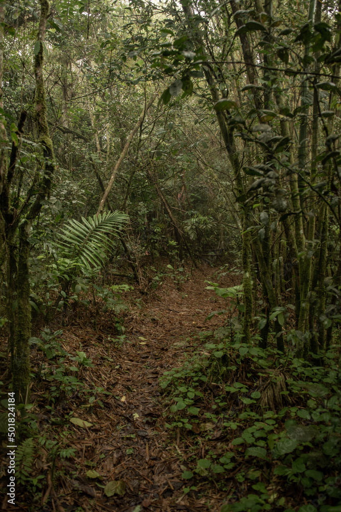 Obraz premium Naturaleza en la selva de Dominicana