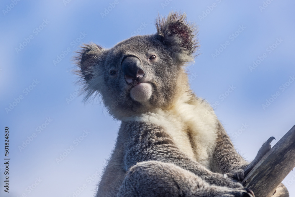Fototapeta premium Captive Koala perched high in tree (Phascolarctos cinereus)