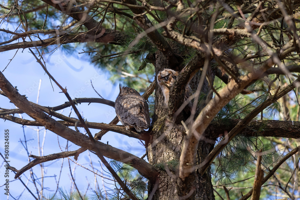 Fototapeta premium Female Great horned owl (Bubo virginianus) with adult juvenile