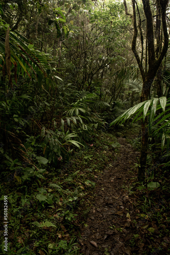 Naturaleza en la selva de Dominicana