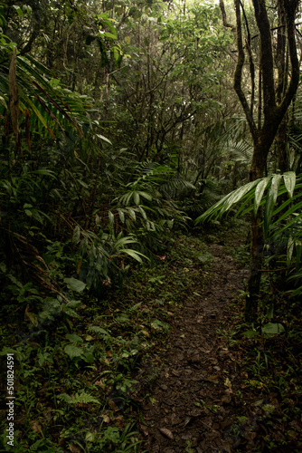 Naturaleza en la selva de Dominicana © Francisco