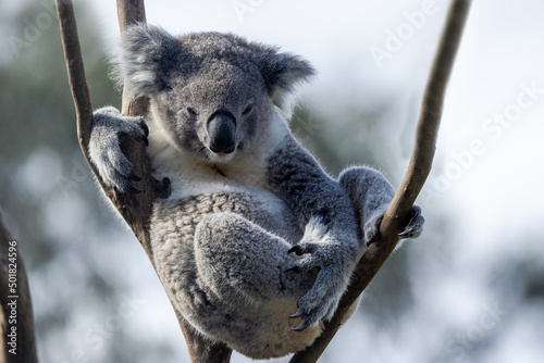 Fototapeta Naklejka Na Ścianę i Meble -  Captive Koala perched high in tree (Phascolarctos cinereus)