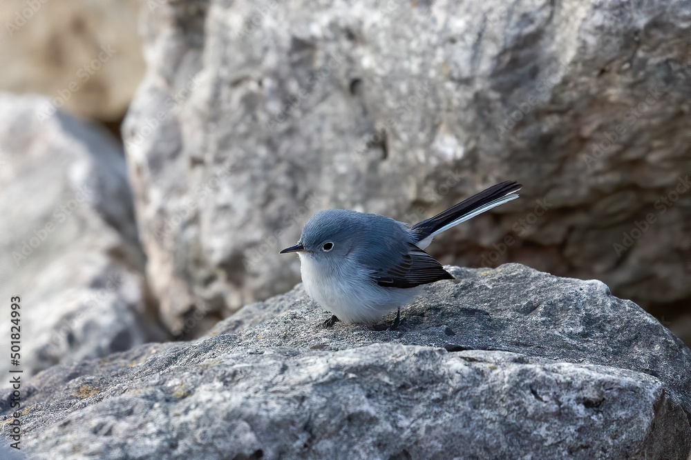 The blue-gray gnatcatcher or blue-grey gnatcatcher (Polioptila caerulea)on the coast of lake Michigan. Small bird native to North America The blue-gray gnatcatcher or blue-grey gnatcatcher (Polioptila caerulea)on the coast of lake Michigan. Small bird native to North America