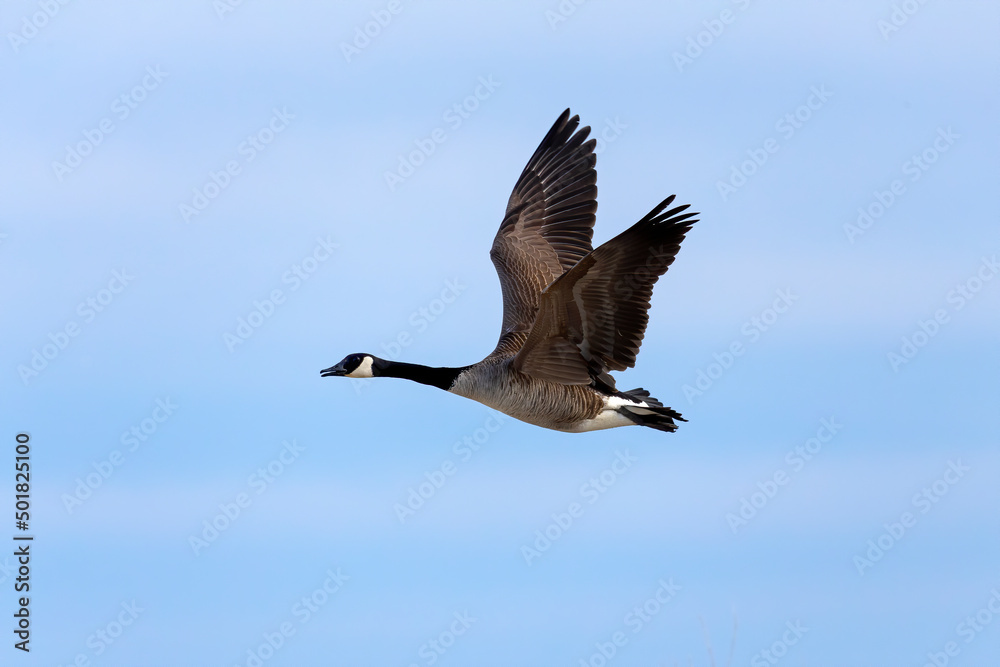 Canada goose (Branta canadensis) in flight. Natural scene from Wisconsin. Canada goose (Branta canadensis) in flight. Natural scene from Wisconsin.