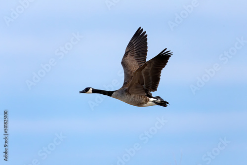 Canada goose (Branta canadensis) in flight. Natural scene from Wisconsin. © Denny